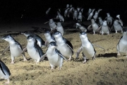 Phillip Island