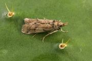 Cactoblastis moth (Cactoblastis cactorum), female. Photo: Peggy Greb, USDA ARS (Public domain image).