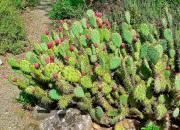 Prickly-pear-plant-Australia_CC-BY-SA-30