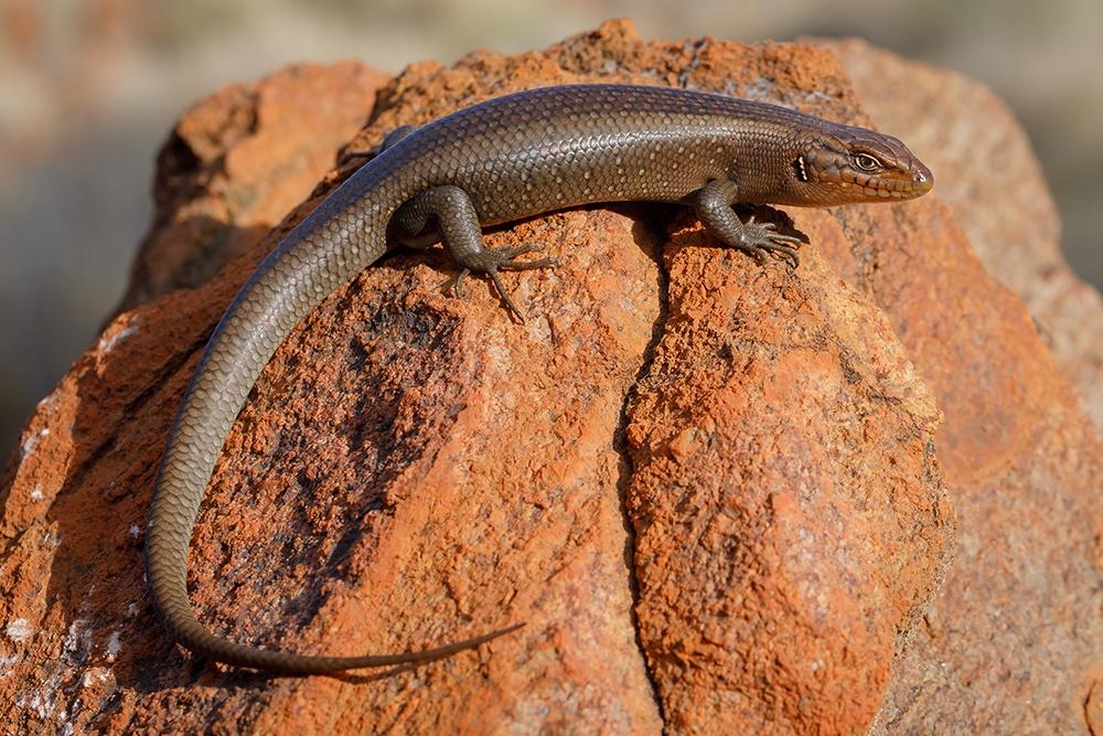 An adult central ranges rock skink, Liopholis aputja, from Alalkanya Gorge. Photo: Jules Farquhar.