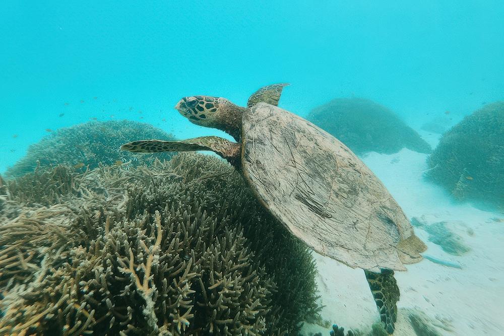 Banahm-Slabbcritically-endangered-hawksbill-turtle1000pxw