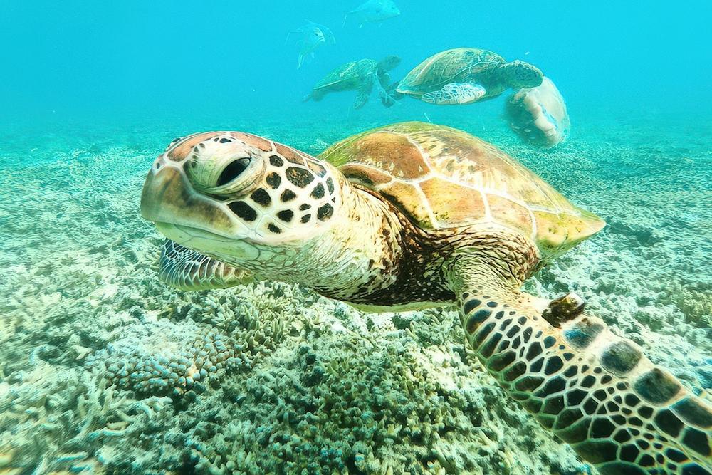 Sarah-Jantosimage-of-a-green-turtle-uploaded-to-Ocean-ID1000pxw