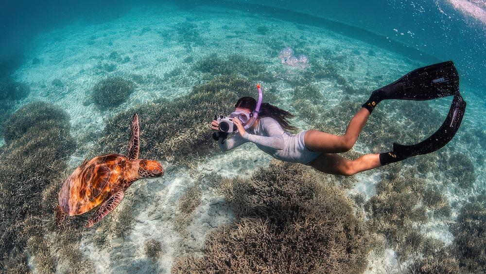 theundertowmediaGreen-Heroes-Ocean-ID-project-diver-and-turtle1000pxw