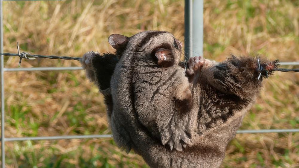 Daryl-DicksonMahogany-glider-trapped-in-barbed-wire1000pxw