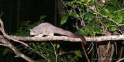 Daryl-DicksonMahogany-Glider-male-320061000pxw