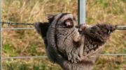 Daryl-DicksonMahogany-glider-trapped-in-barbed-wire1000pxw