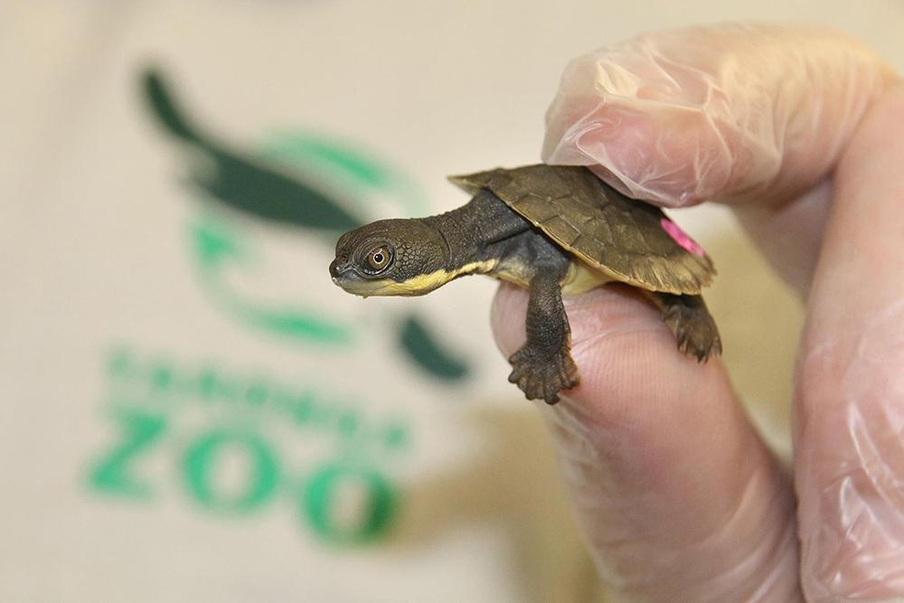 Paul-FahyTaronga-ZooBellinger-River-snapping-turtle-hatchling-finger-held1000pxw