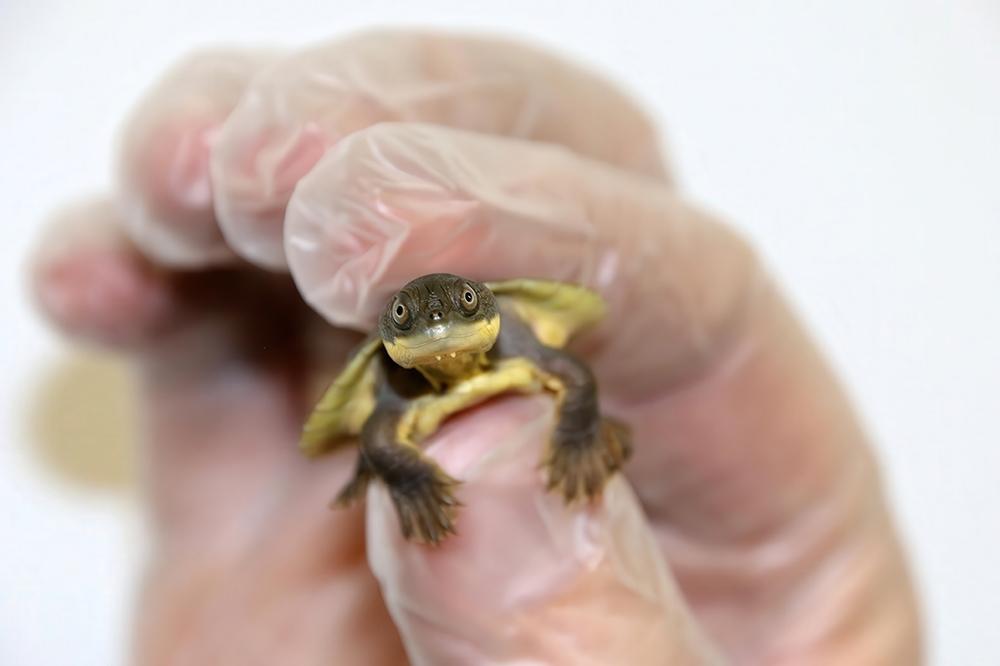 Paul-FahyTaronga-ZooBellinger-River-snapping-turtle-hatchling-front-on-finger-held1000pxw