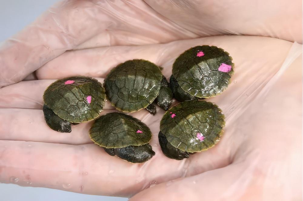 Paul-FahyTaronga-ZooBellinger-River-snapping-turtle-hatchlings1000xpw