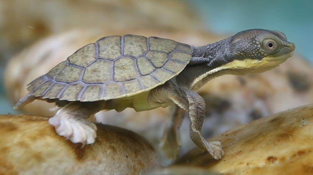 Paul-FahyTaronga-Zoozoo-bred-snapping-turtle1000pxw