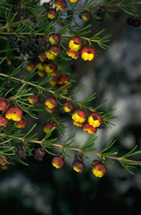 Murray-FaggCC-BY-3dot0-auBoronia-megastigma750pxh