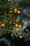 Murray-FaggCC-BY-3dot0-auBoronia-megastigma750pxh