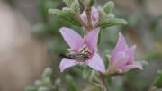 Natura-PacificBack-from-the-Brink-Border-Boronia1000pxw
