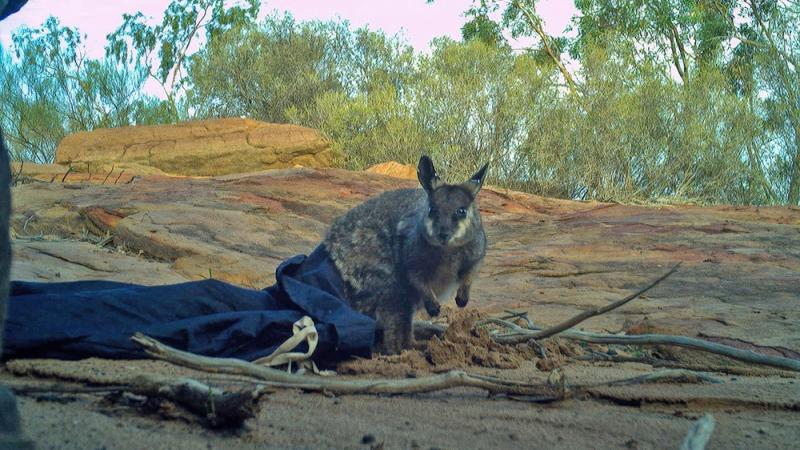 Alex-GoreDBCA-MediaKalbarri-rock-wallaby-on-camera-trap41000pxw