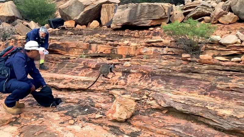 Alex-GoreDBCA-MediaReleasing-a-rock-wallaby-in-Kalbarri21000pxw