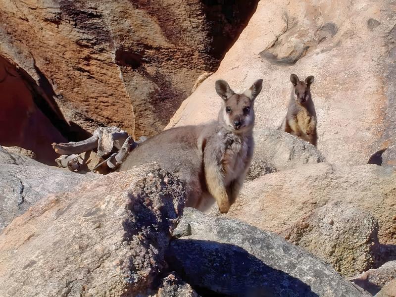 Western Australia flies in more black-flanked rock-wallabies to help secure much-adored Kalbarri colony