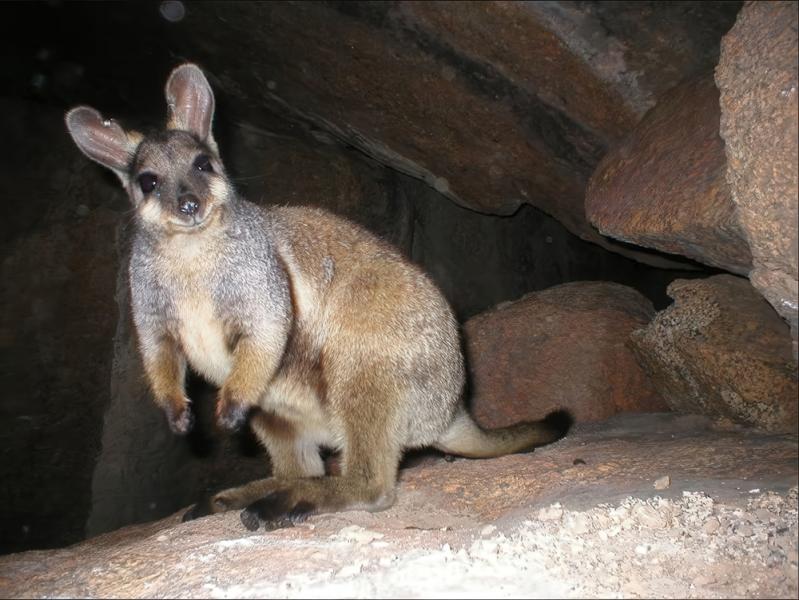 Phil-Lewis-and-Mike-Griffiths-WWF-AusBlack-flanked-rock-wallaby1000pxw