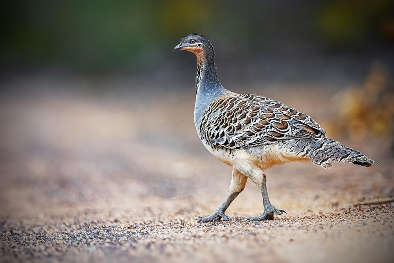 JJ-HarrisonMalleefowl0A2A4564SML