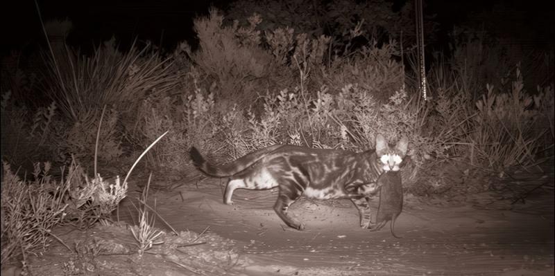 DBCAferal-cat-on-remote-sensingcamera-and-carrying-a-bandicootSML