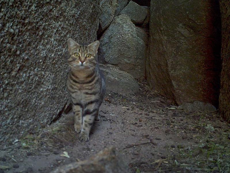 Phil-Lewis-WWF-AusFeral-cat-in-black-flanked-rock-wallaby-cave-SW-AustraliaSML