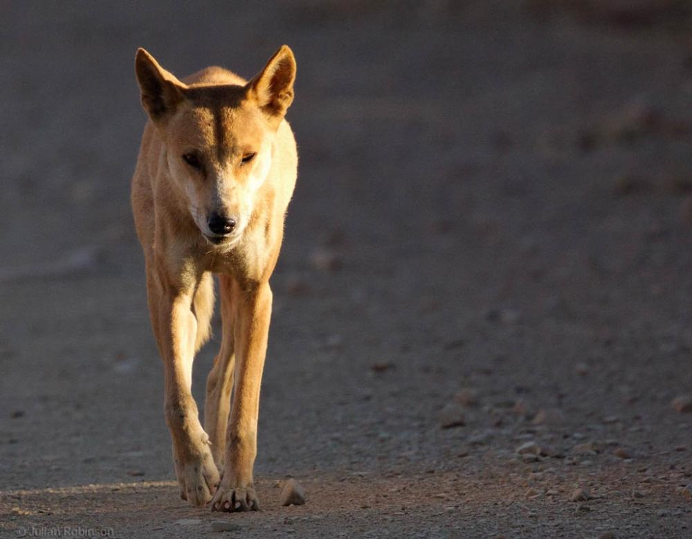 A dingo (native wild dog) on the road into Mornington Station. Photo: Julian Robinson. Note: This image did not feature in the original article on The Conversation. A dingo (native wild dog) on the road into Mornington Station. Photo: Julian Robinson.