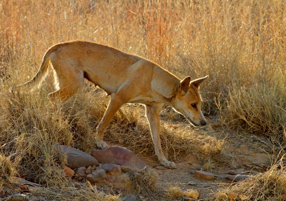 Dingoes prove to be a net benefit for both native wildlife and livestock by counteracting feral predators, according to Biodiversity Council of Australia research. Photo: © Julian Robinson. Photo of native dingo walking along a track at Mornington Station. Photo: © Julian Robinson.