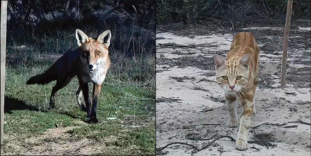 Red foxes and feral cats are common in the Big Desert-Wyperfeld-Ngarkat park complex and can have big impacts on native small mammal populations. Images: Rachel Mason/Deakin University. Photos of a red fox and a feral cat in the Big Desert-Wyperfeld-Ngarkat park complex and can have big impacts on native small mammal populations. Images: Rachel Mason/ Deakin University.