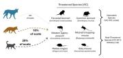 Frequency of occurrence of threatened and near-threatened species in the diet of dingoes, foxes and cats in the Big Desert-Wyperfeld-Ngarkat park complex. Image: Illustration provided by Rachel Mason. Graphic of dingoes foxes and cats diet of dingoes, foxes and cats in the Big Desert-Wyperfeld-Ngarkat park complex..