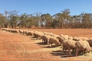 Culling carnivores to protect livestock is an emotive issue. Photo: Rural Aid. Photo of sheep grazing.