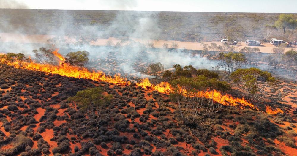 Cultural burning is one of the key management tools for conserving the lizard and other species. Photo supplied: Kayshun Murray. Photo of Indigenous cultural burning of the outback lands.