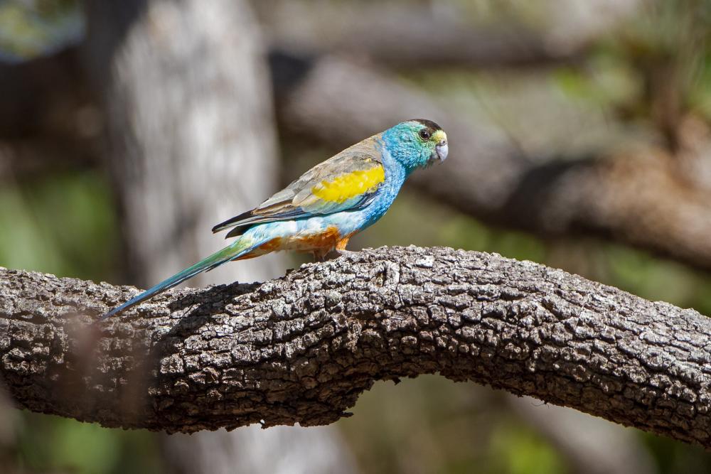 The golden-shouldered parrot or alwal could soon have an Indigenous-led recovery plan for the species. Photo: iNaturalist | Steve Murray, CC BY-NC 4.0. Photo of a golden-shouldered parrot (or alwal) on a tree branch.
