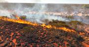 Cultural burning is one of the key management tools for conserving the lizard and other species. Photo supplied: Kayshun Murray. Photo of Indigenous cultural burning of the outback lands.