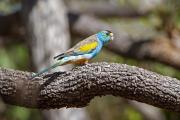 The golden-shouldered parrot or alwal could soon have an Indigenous-led recovery plan for the species. Photo: iNaturalist | Steve Murray, CC BY-NC 4.0. Photo of a golden-shouldered parrot (or alwal) on a tree branch.