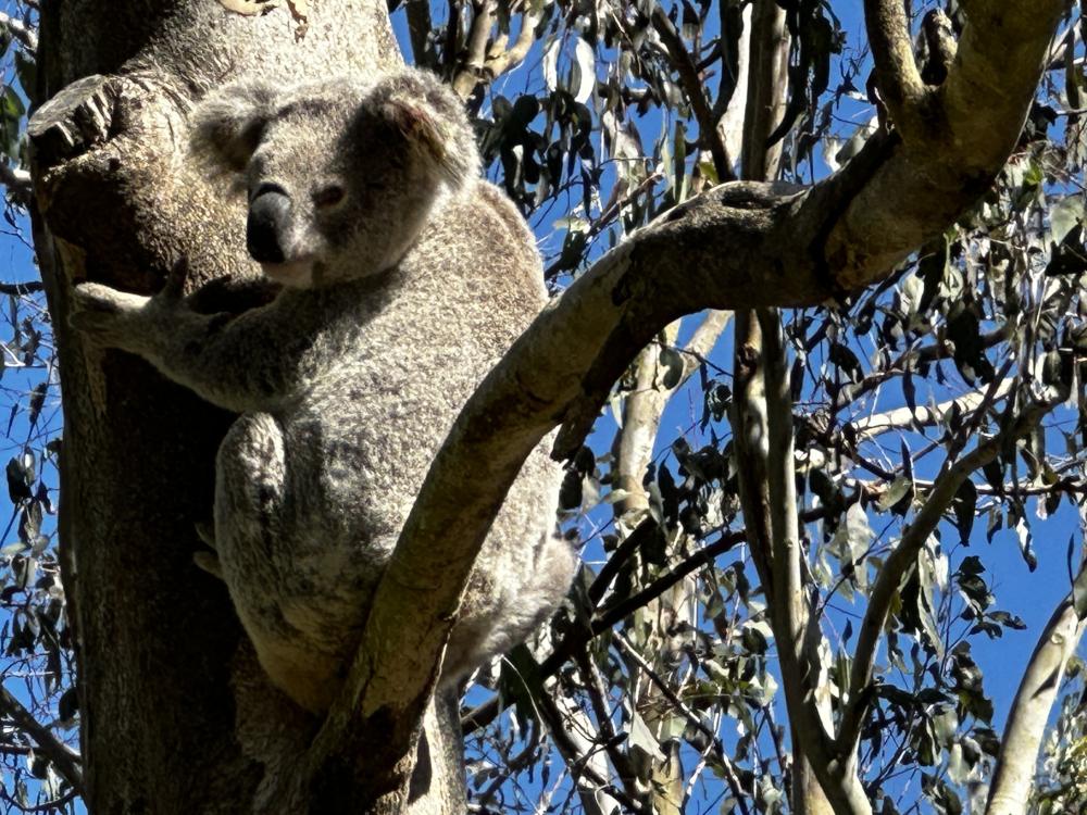 Bear Grills in rehabilitation at Moggill Koala Hospital. Photo: Queensland Department of Environment, Tourism, Science and Innovation. Photo of Bear Grills in a tree undergoing rehabilitation at Moggill Koala Hospital.