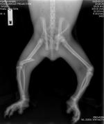 An x-ray showing the extent of Bear’s injuries. Image: RSPCA Queensland. Photo of an x-ray showing the extent of Bear’s injuries.