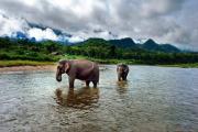 Mandalao-Tourselephants-in-riverImage-Paul-Wager