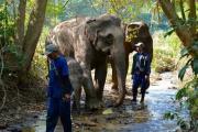 Mandalao-Tourselephants-on-creek-walk-with-handlers