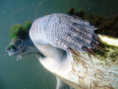 Chris-Van-WykMR-turtle-front-foot-closeup400pxw