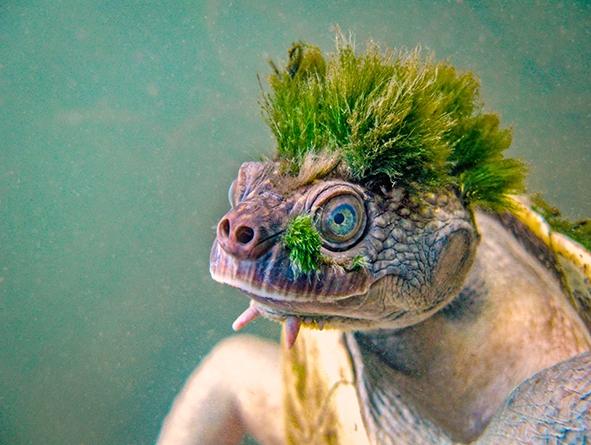 Close up image of a Mary River turtle's head showing the 'punk' tuft of algae growing on its head.