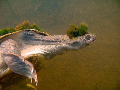 Chris-Van-WykMR-turtle-swimming400pxw