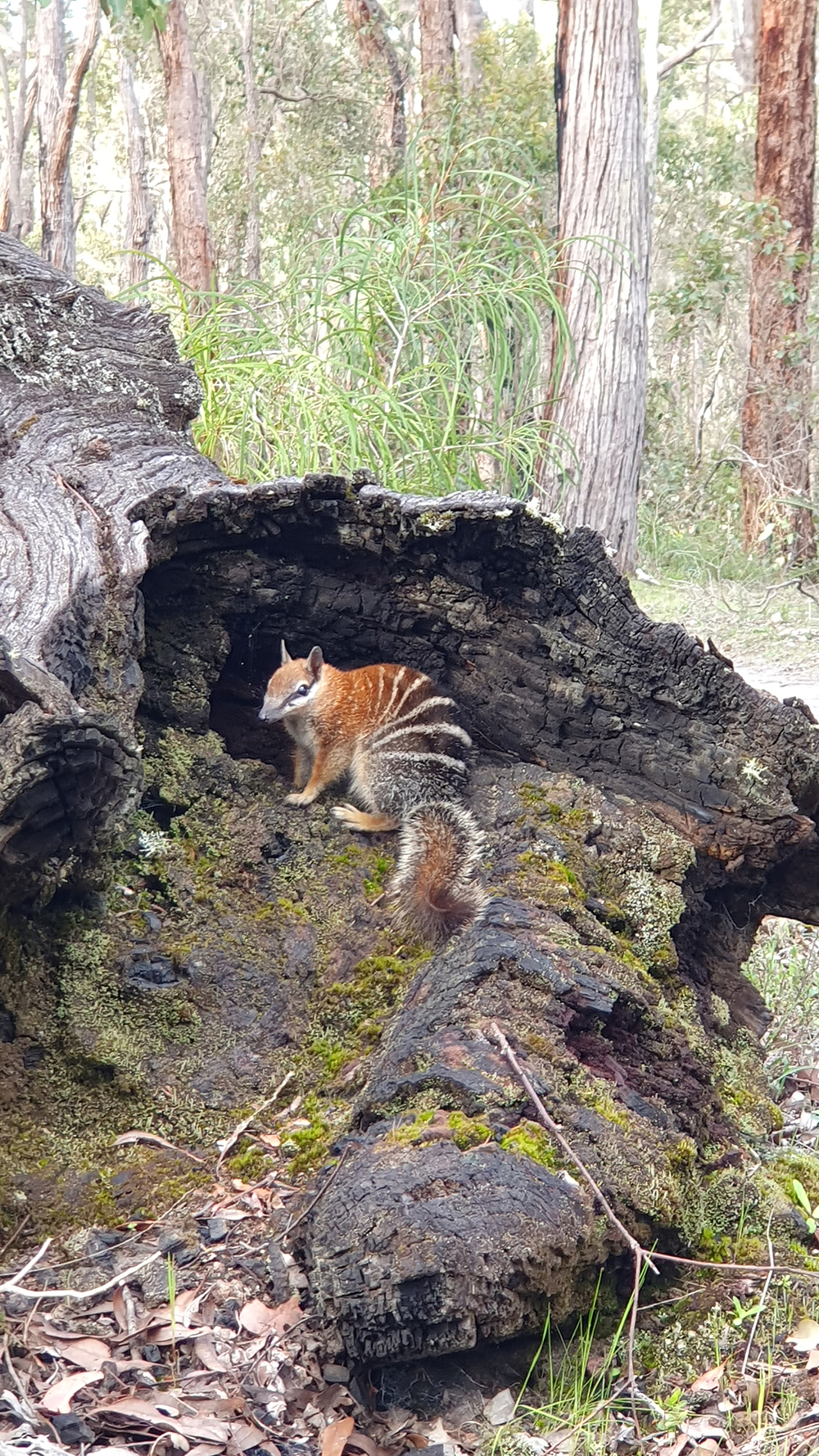 Female numbat, standing on her hind legs, outside the entrance of a log hollow on a fallen tree trunk.