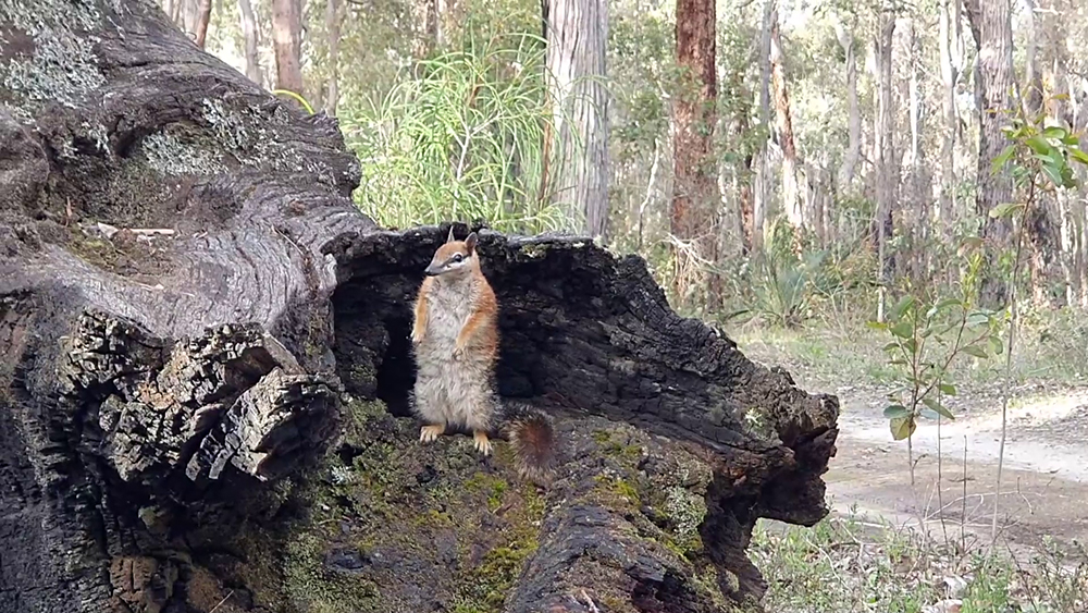 Female numbat, standing on her hind legs, outside the entrance of a log hollow on a fallen tree trunk.