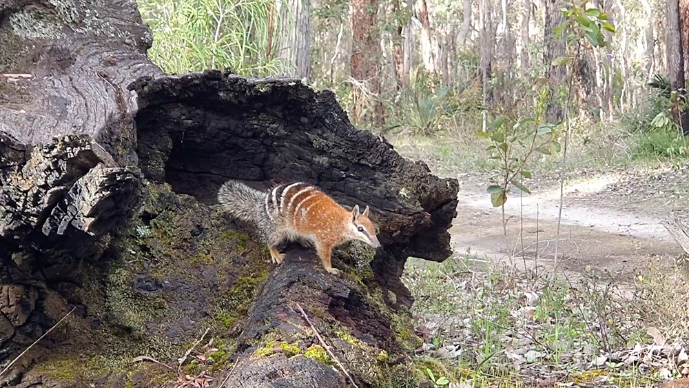 Female numbat, in bushland,  on her way out of a log hollow, on a fallen tree trunk.