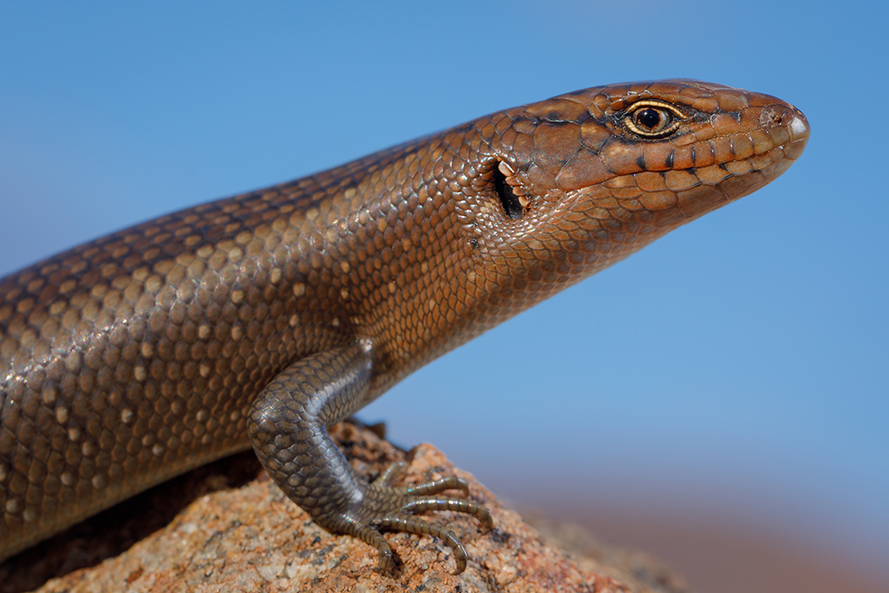 Close-up of adult central ranges rock skink, Liopholis aputja, from Alalkanya Gorge. Photo: Jules Farquhar.