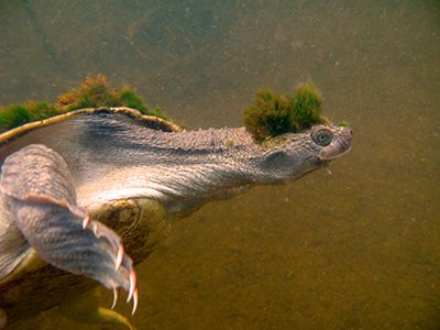 Image of a Mary River turtle swimming underwater.